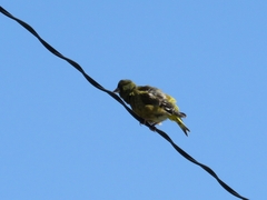 20160505-taishi-33-as01kawarahiwa