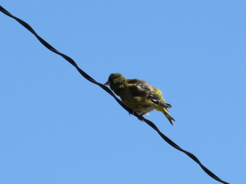 20160505-taishi-33-as01kawarahiwa