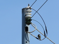 20160505-taishi-34-as02shijyukara