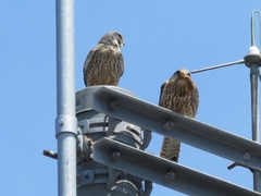 20160505-taishi-35-as03tyougenbou