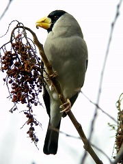 �C�J��-���Βn