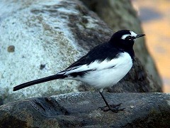 ���R�r�Z�O���Z�L���C