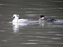 �~�R�A�C�T