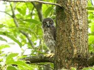 �A�I�o�Y�N