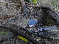 �I�I�����ƃL�r�^�L