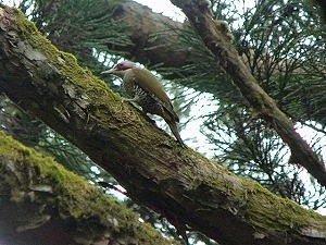 �A�I�Q���F��삳��B�e