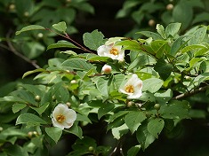 ナツツバキ
