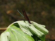 ミヤマカワトンボ