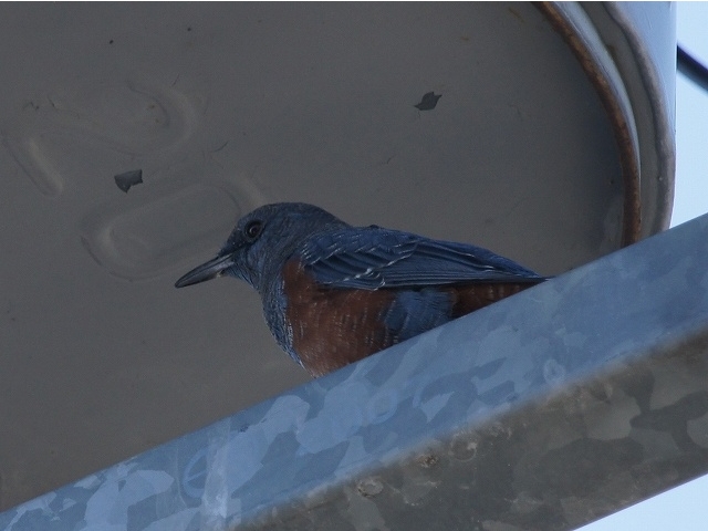 20141019-katsuragiji-02isohiyodori