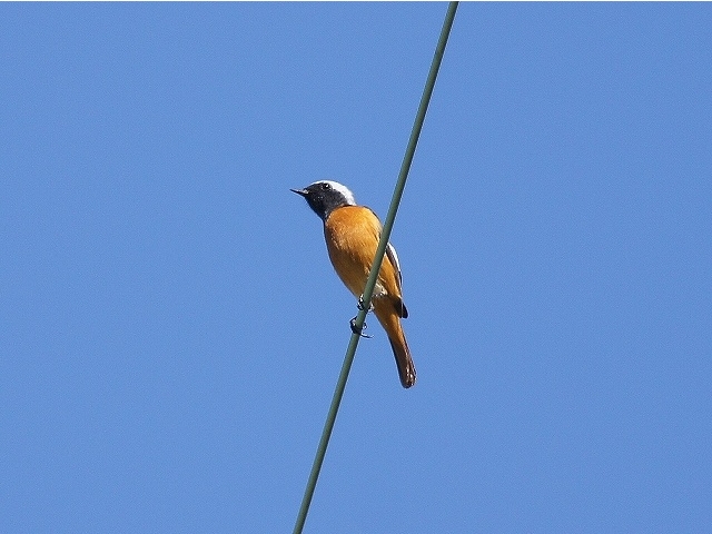 20141019-katsuragiji-03jyoubitaki