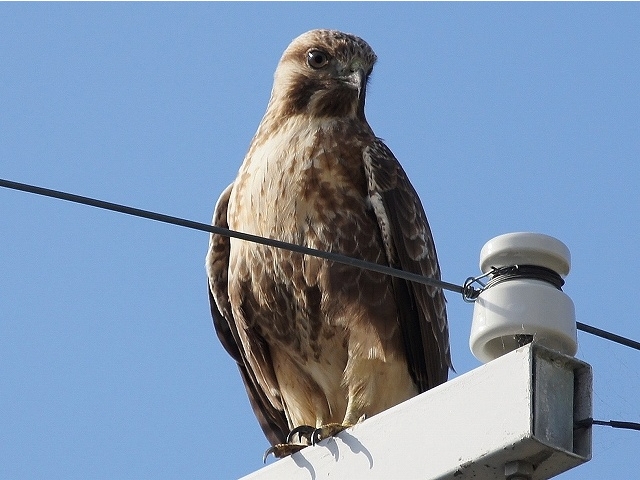 20141019-katsuragiji-06nosuri