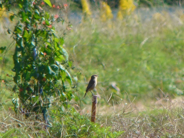 20141019-katsuragiji-07nobitaki