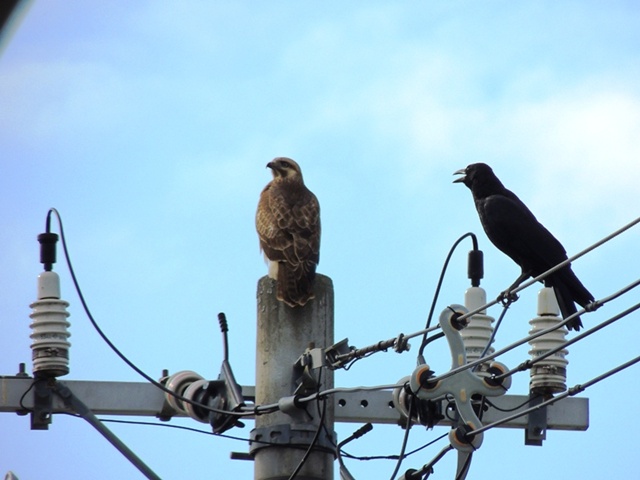20141019-katsuragiji-08hashibosogarasu