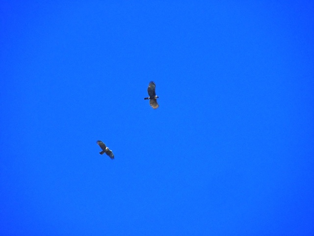 20141019-katsuragiji-09kumataka