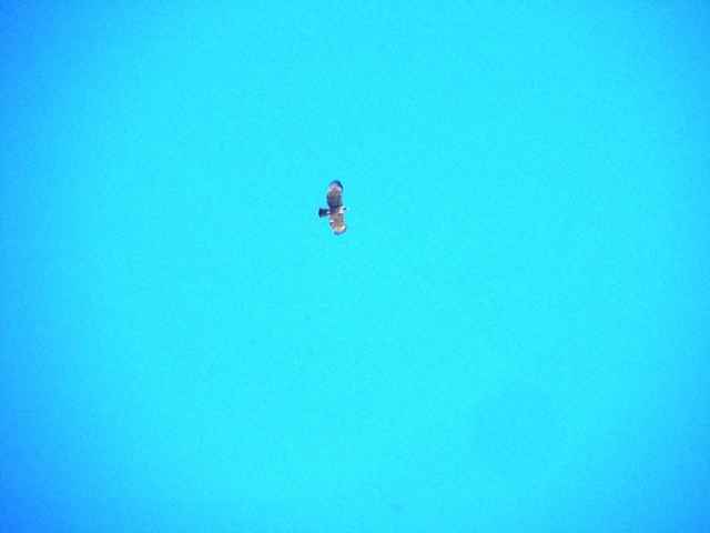 20141019-katsuragiji-10kumataka