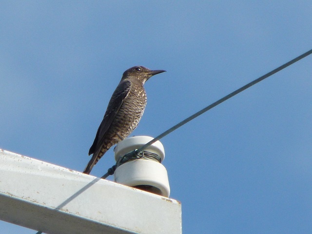 20141019-katsuragiji-11isohiyodori