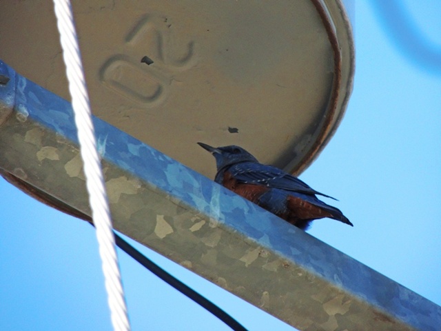 20141019-katsuragiji-12isoihiyodori