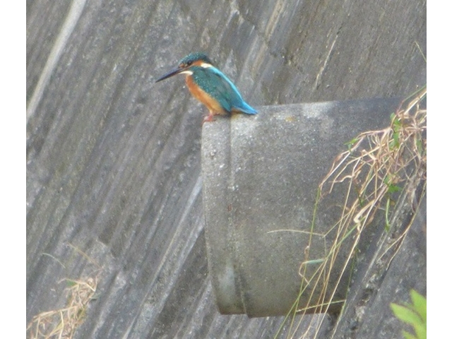 20141019-katsuragiji-12kawasemi-P1200602