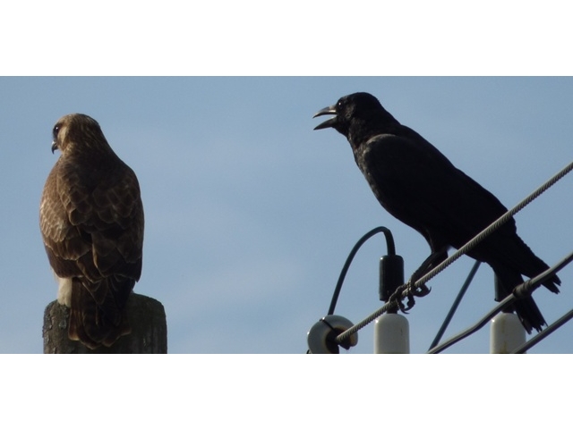 20141019-katsuragiji-13nosuritokarasu-P1200577