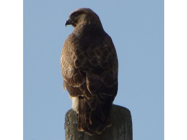 20141019-katsuragiji-14nosuri-P1200560