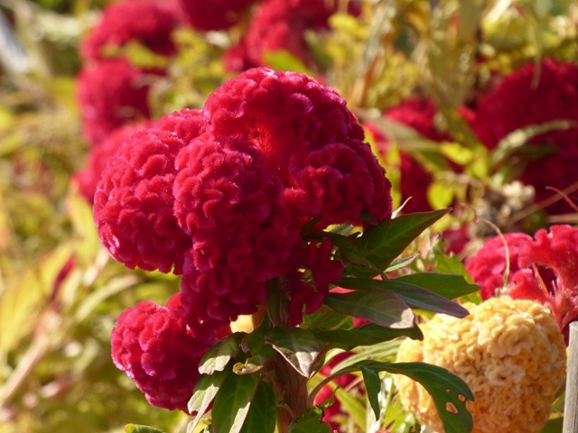 20141019-katsuragiji-15keitou-P1200507