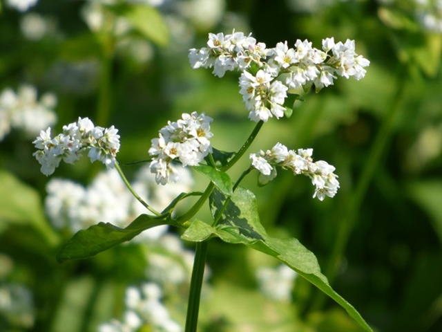 20141019-katsuragiji-18P1200476