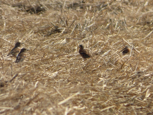 20141019-katsuragiji-19P1200451