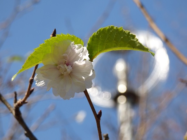 20141019-katsuragiji-20P1200447