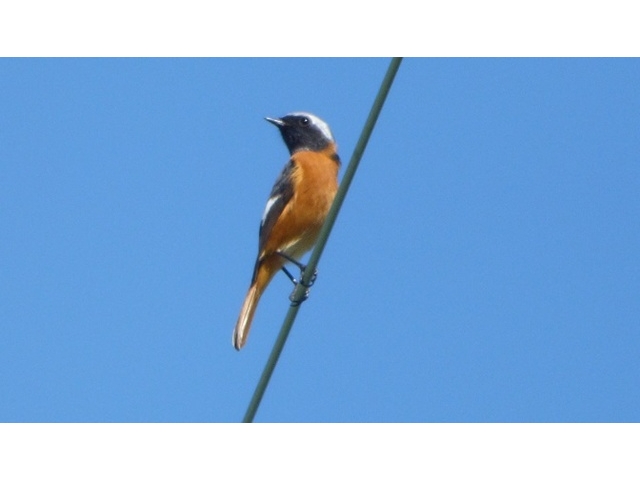 20141019-katsuragiji-21joubitaki-P1200407