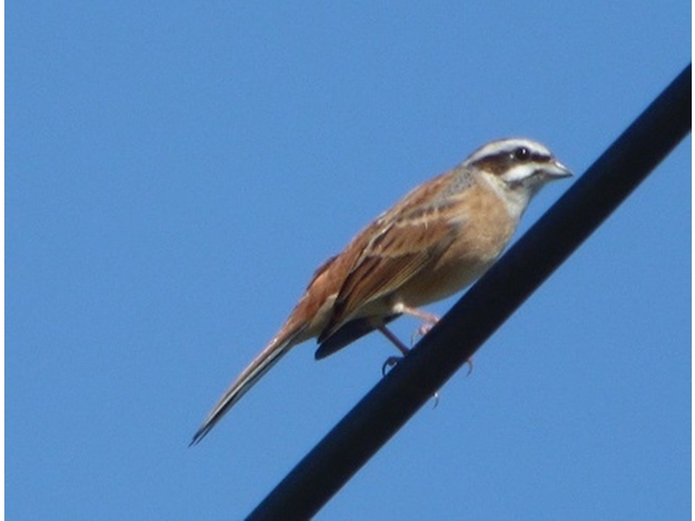 20141019-katsuragiji-22-hoojiro-P1200403