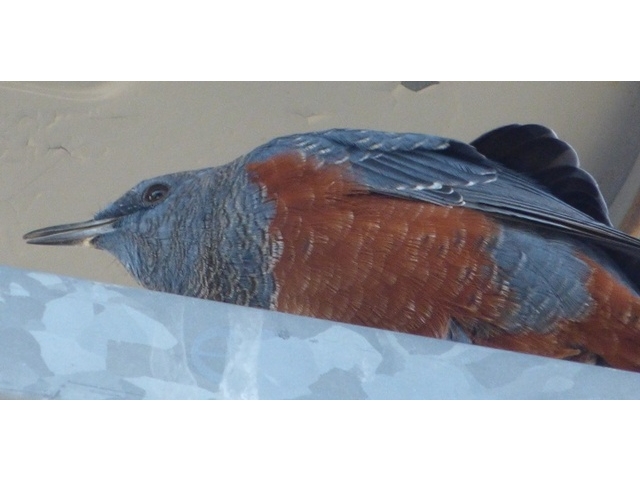 20141019-katsuragiji-23-isohiyo-P1200398