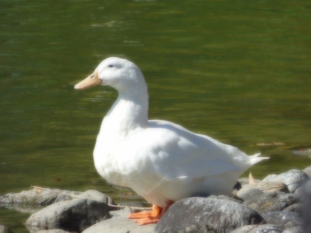 20141019-katsuragiji-26P1200358