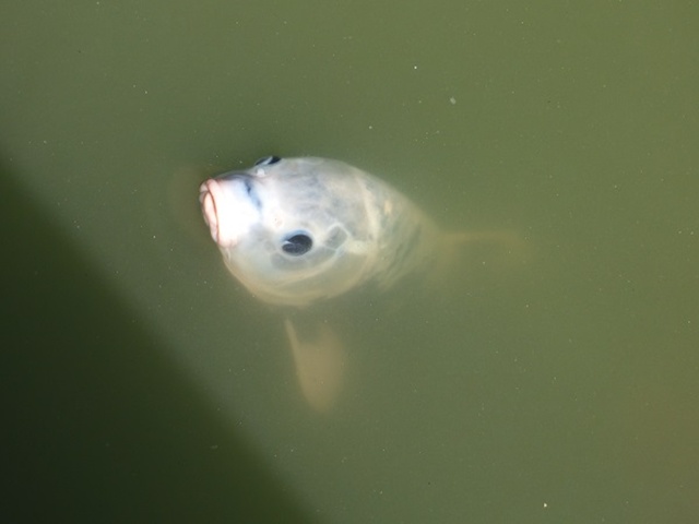 20141019-katsuragiji-27P1200355