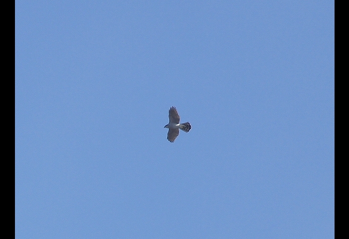 01-オオタカ-浅野宏幸