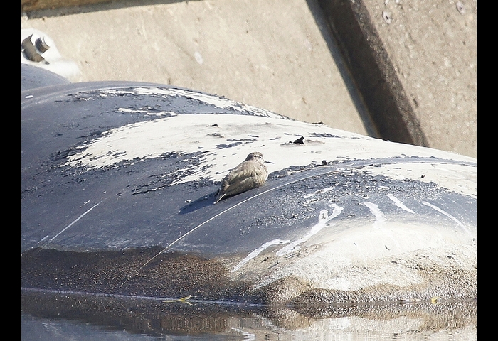 02-イソシギ-浅野宏幸