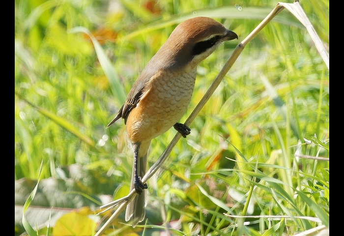 03-モズ-浅野宏幸