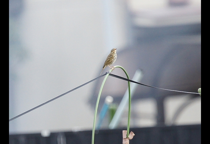 04-ビンズイ-浅野宏幸
