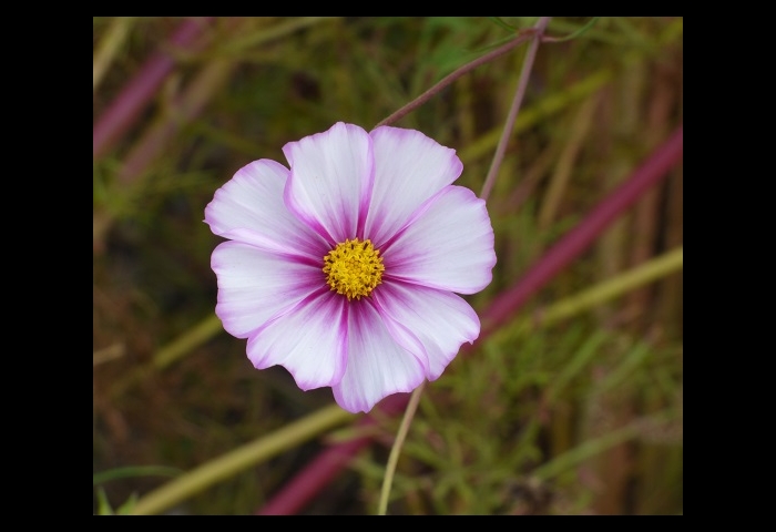 08-コスモス-佐々木晶子
