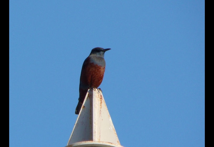 09-イソヒヨドリ-杉本英雄