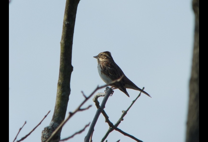 10-カシラダカ-杉本英雄
