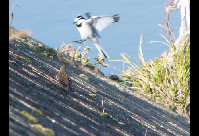 11-タヒバリとハクセキレイ-杉本英雄