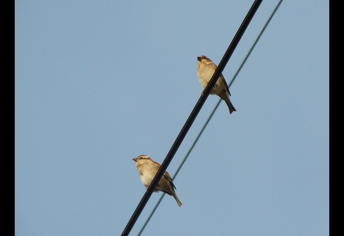12-ニュウナイスズメ-杉本英雄