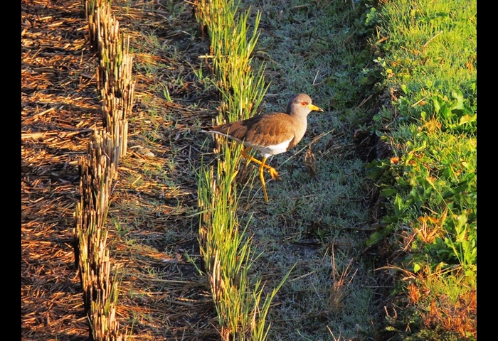 14-ケリ-上村 賢