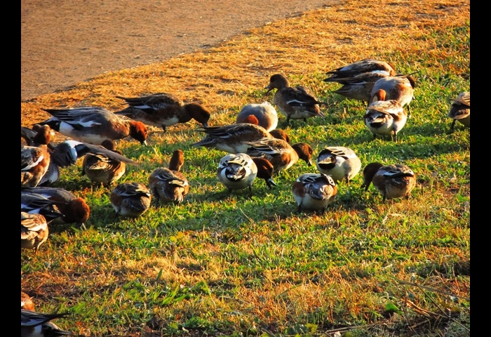 15-ヒドリガモ-上村 賢