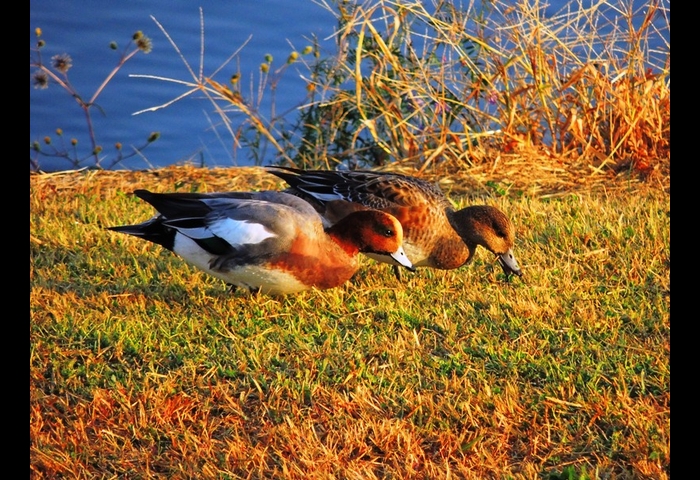 16-ヒドリガモ-上村 賢