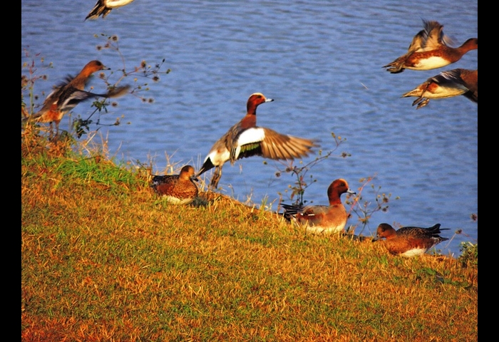 17-ヒドリガモ-上村 賢