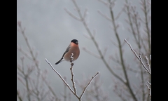 20141207-kongosan-001-akauso-IMG_1887