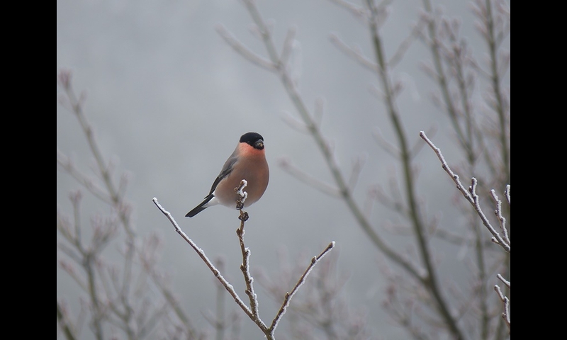 2014年12月07日-金剛山-アカウソ-浅尾和己