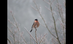 20141207-kongosan-002-akauso-MG_1889