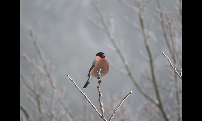 2014年12月07日-金剛山-アカウソ-浅尾和己
